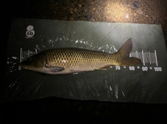 コイの釣果