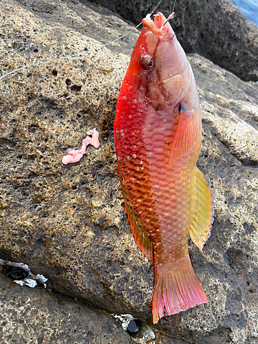 ベラの釣果