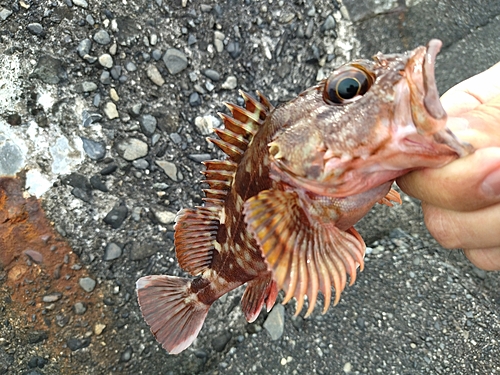 カサゴの釣果