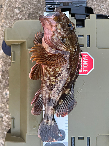 カサゴの釣果