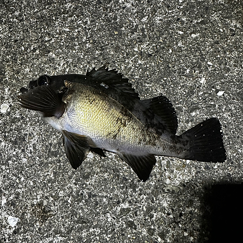 クロメバルの釣果