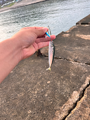 サバの釣果