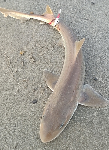 サメの釣果