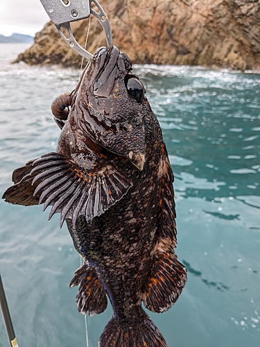 オウゴンムラソイの釣果