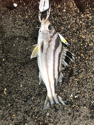 コトヒキの釣果