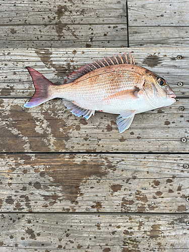 マダイの釣果