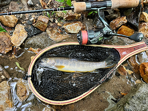 イワナの釣果