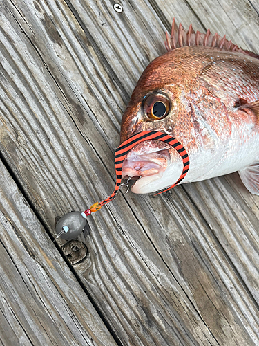 マダイの釣果