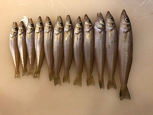 キスの釣果