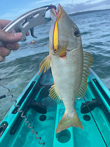 ムネアカクチビの釣果