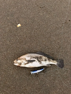 イシモチの釣果