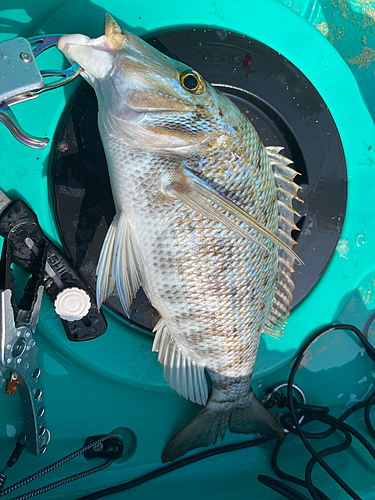 マトフエフキの釣果