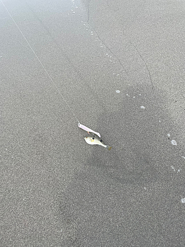 クサフグの釣果