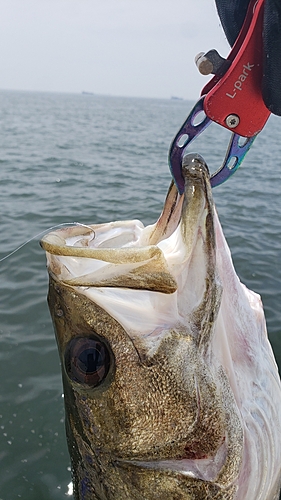 スズキの釣果