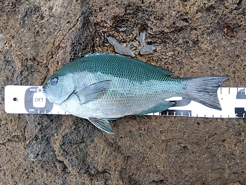 クチブトグレの釣果