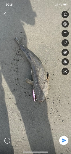 マゴチの釣果