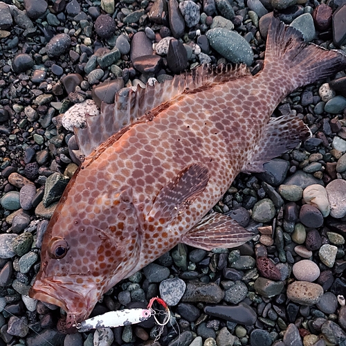 オオモンハタの釣果