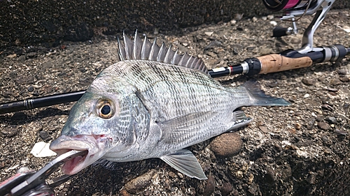 キビレの釣果