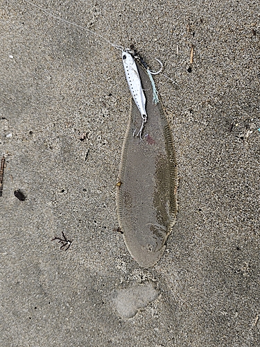 シタビラメの釣果