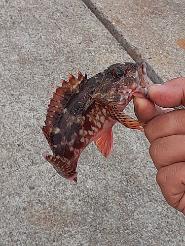 アラカブの釣果