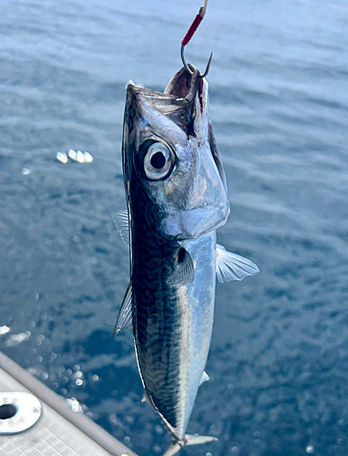 サバの釣果