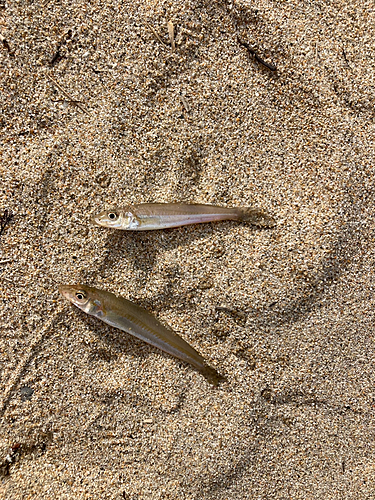 キスの釣果