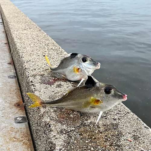 ギマの釣果