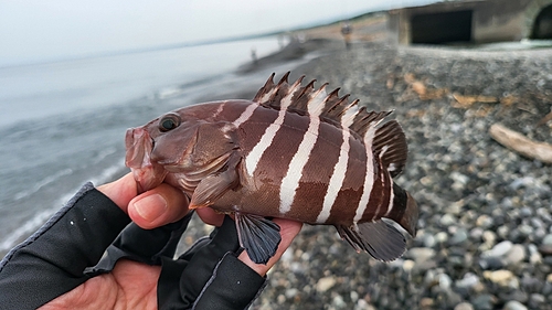 マハタの釣果