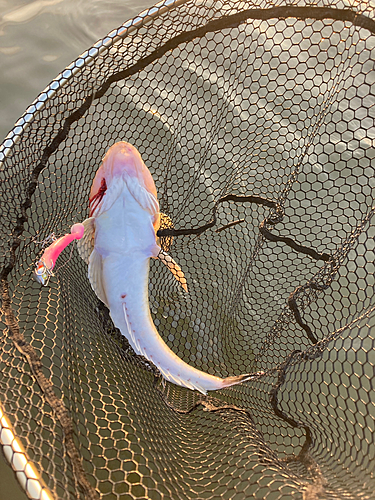 マゴチの釣果