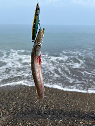 カマスの釣果