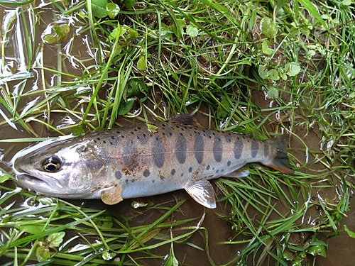 ヤマメの釣果