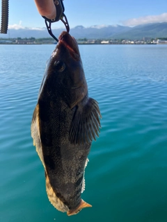 アイナメの釣果