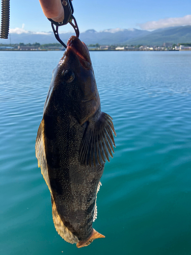 アイナメの釣果