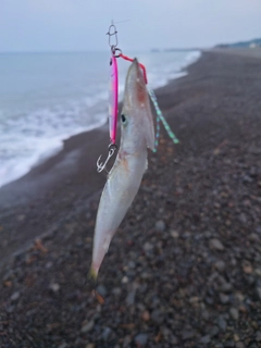 カマスの釣果