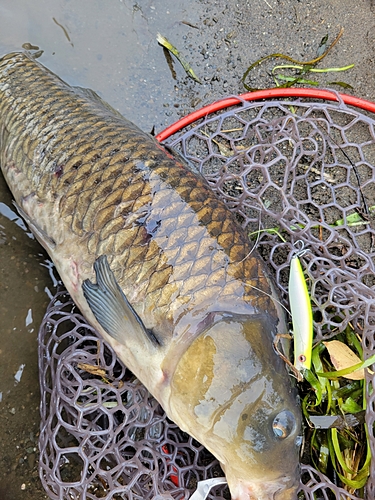 コイの釣果