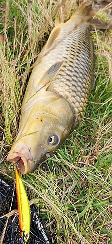 コイの釣果