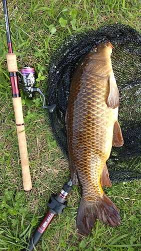 コイの釣果