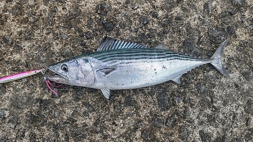 ハガツオの釣果