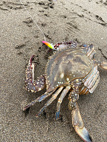 ワタリガニの釣果