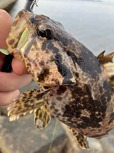 タケノコメバルの釣果