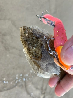 シタビラメの釣果