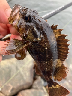 ムラソイの釣果