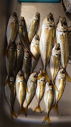 アジの釣果