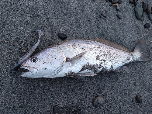 ニベの釣果