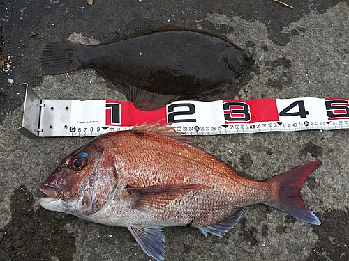 マダイの釣果