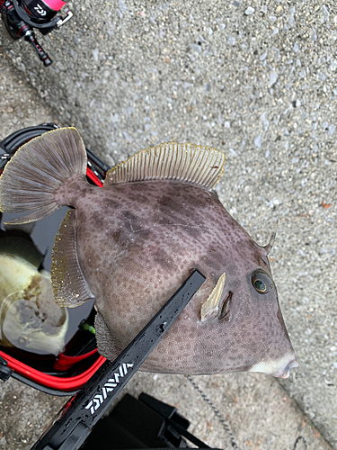 カワハギの釣果