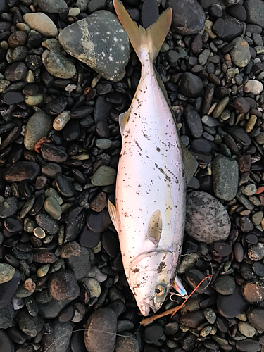 ワカシの釣果