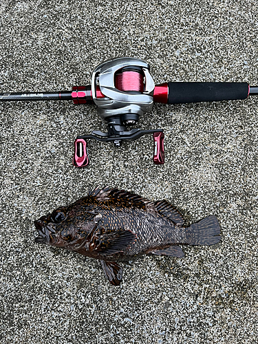 オウゴンムラソイの釣果