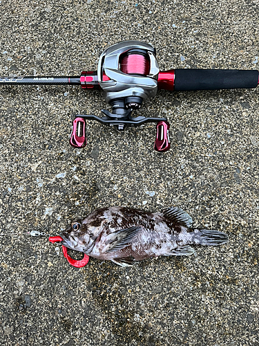 オウゴンムラソイの釣果