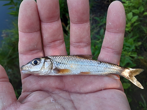 ニゴイの釣果